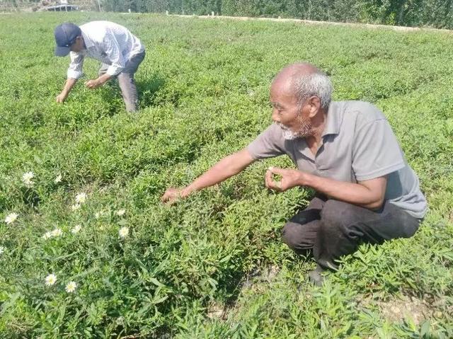 前官庄村山苜楂采摘,该村山苜楂出口俄罗斯等国苹果枣采摘园丰收的