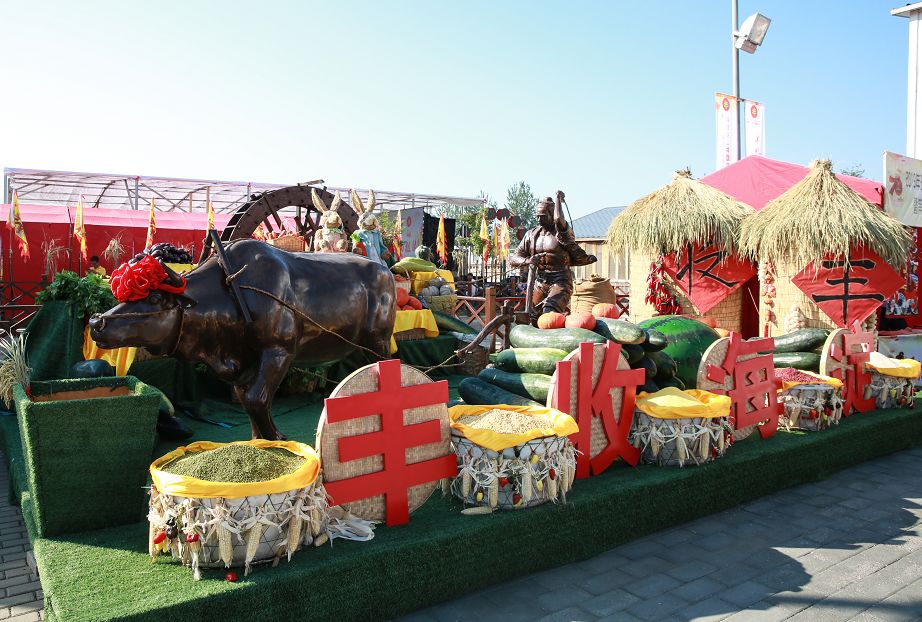 实拍海淀最美稻田丰收节燃爆了