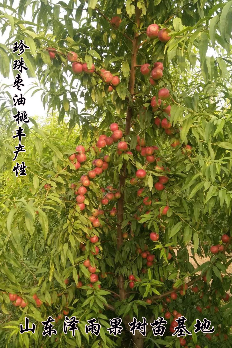 珍珠2号枣油桃陕西渭南珍珠2号枣油桃苗