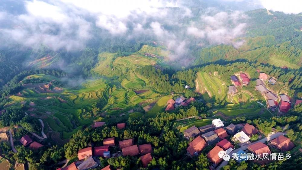 因山高坡陡,水稻都是種植在依山而建的梯田裡,引山泉水灌溉,當地村民