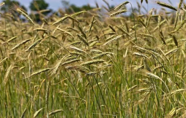 9月25日天秤星座花松蕈黑麦