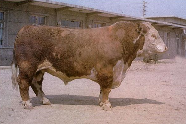 海福特种公牛图片图片