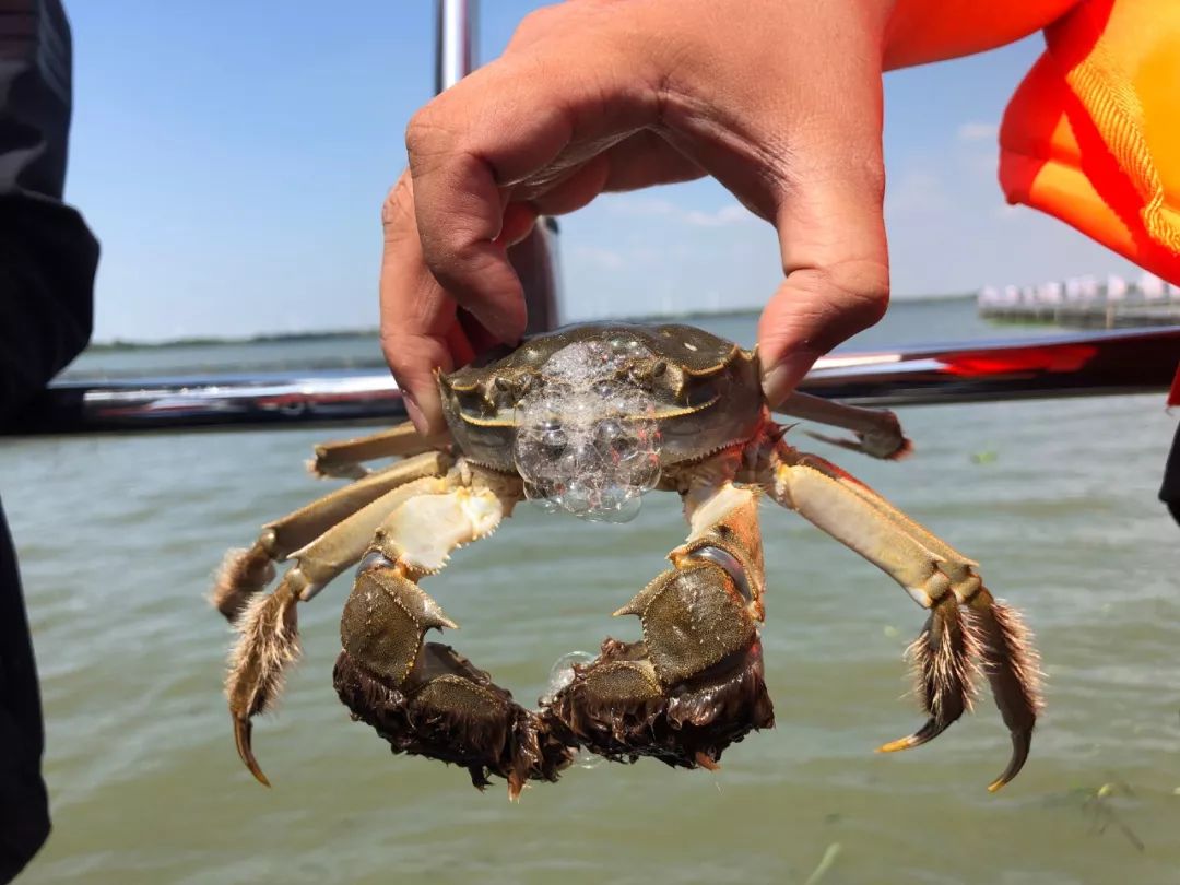 阳澄湖大闸蟹 现场图片