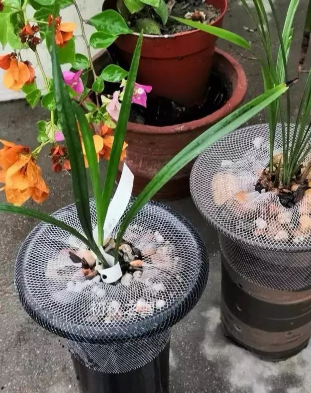 很多兰友在兰花盆面套一塑料网套对兰花生长有什么害处吗