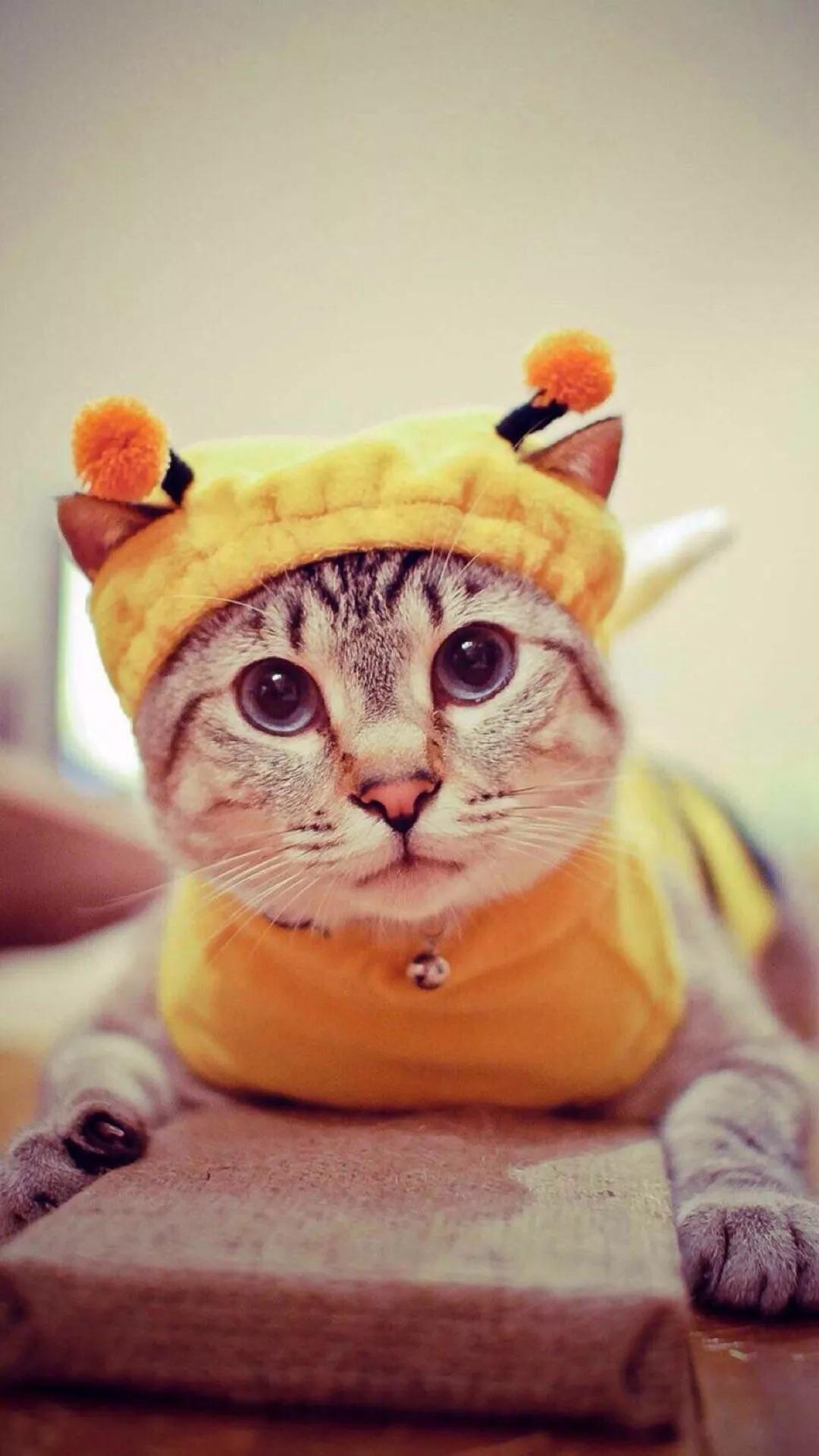 萌宠壁纸猫咪壁纸高清每天都要吸一吸可爱的小猫咪