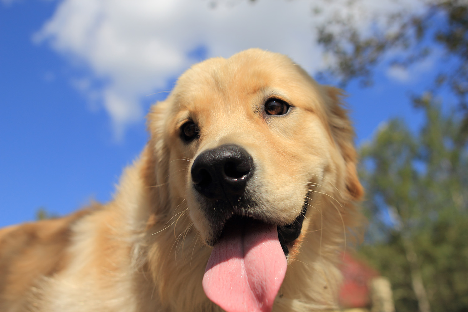 长得像金毛的大型犬图片