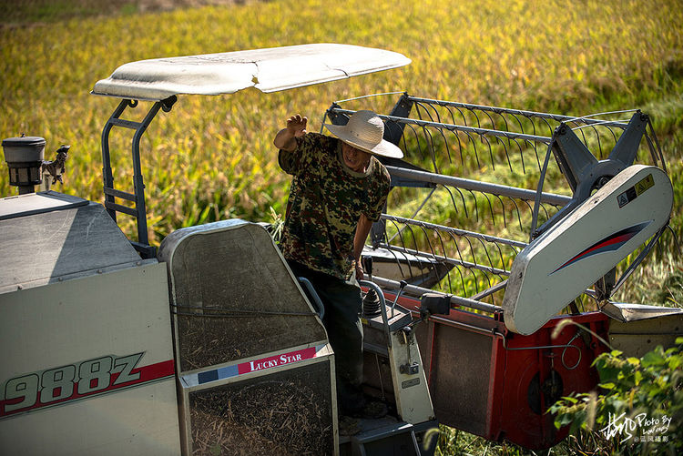 风景如画的皖南大地稻穗飘香,遍地喜人的丰收景象_收割机
