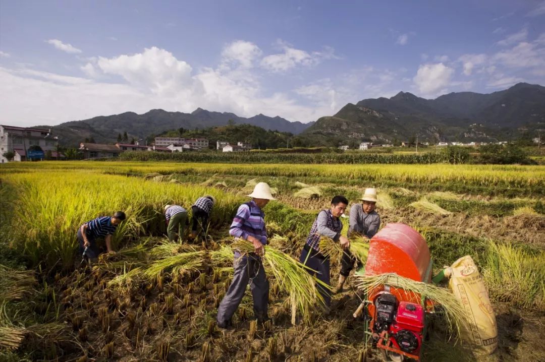 瞧瞧安康这群可爱的人一起致敬中国亿万农民吧67