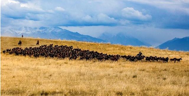 成群的伊犁马自由地奔驰在牧场上,清风下这里的天格外高远,地格外辽阔