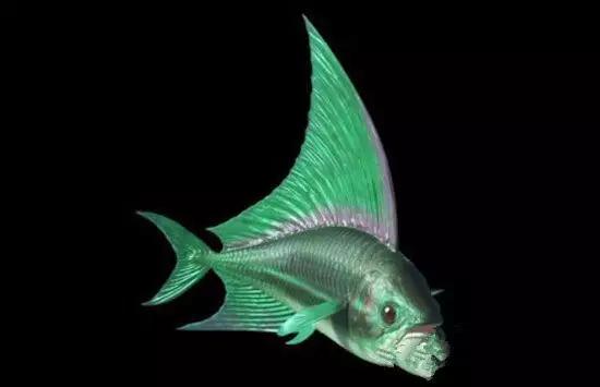 白垩纪生物十大远古海洋生物盘点