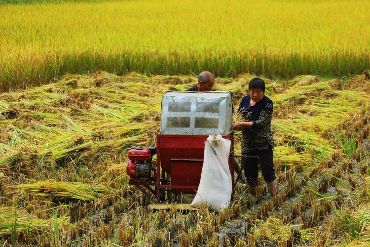 金色稻谷收割图