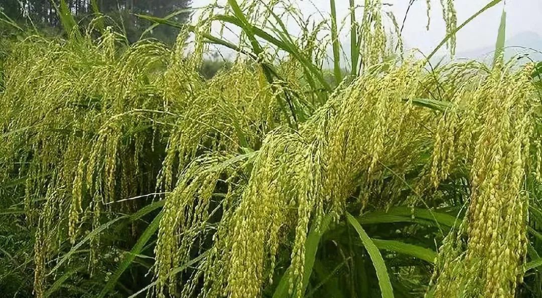 应城糯米上榜湖北地理标志名片