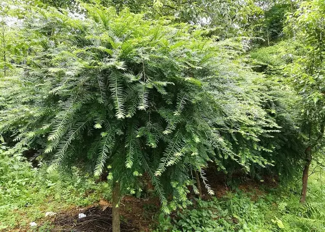 花果飘香—— 起点——花间小孩——佑——降香黄楦——新——金柚