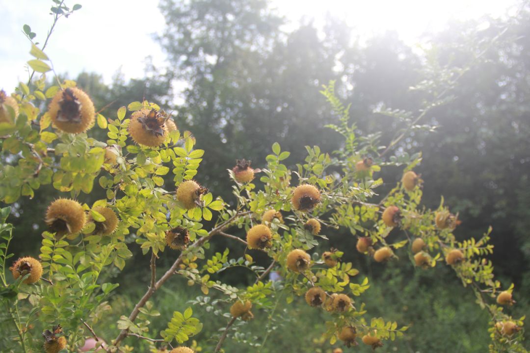 脱贫攻坚夏秋决战野洞河镇野生金刺梨大丰收基层干部来帮忙