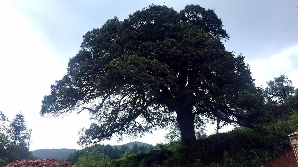 田坝镇红岩村:保护古树 留住"绿色记忆"_江子树