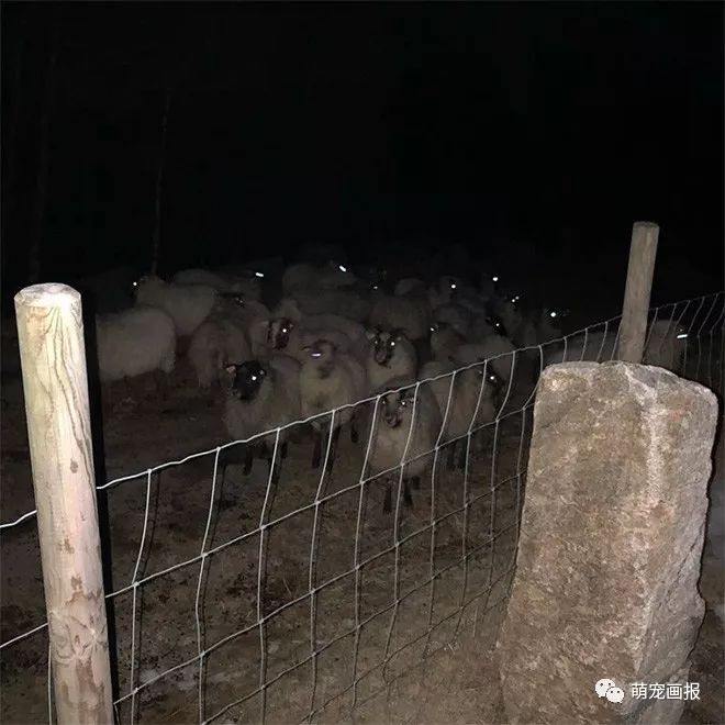 夜晚走在路上,遇到了一群羊,然后我对着它们拍了张照