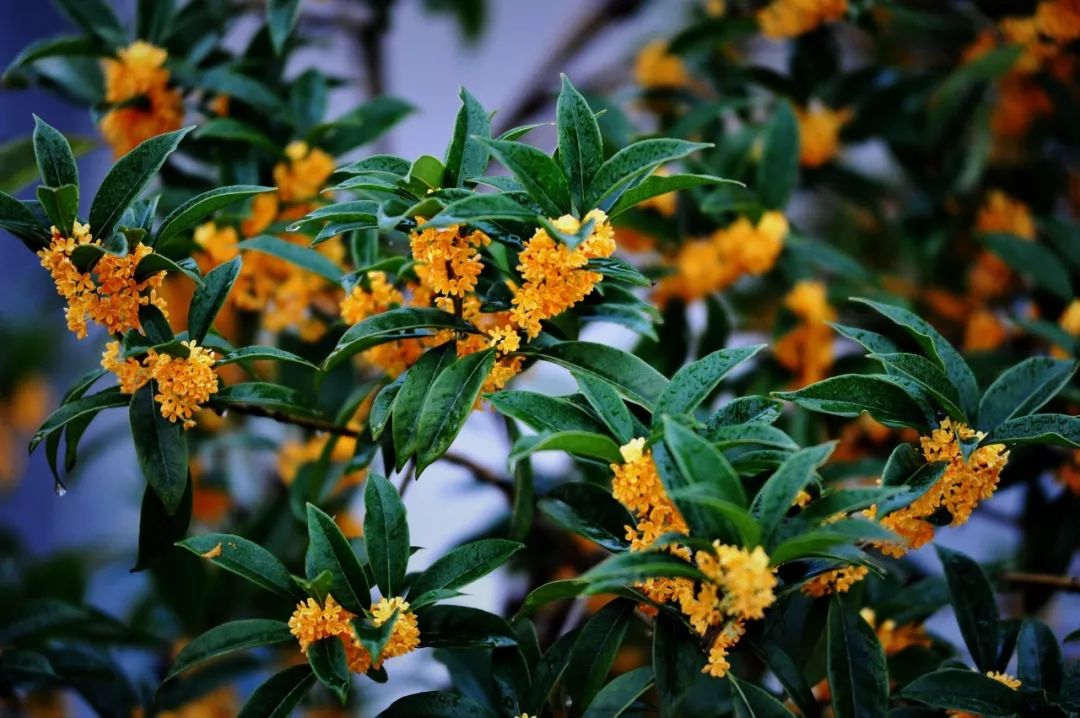 秋澄秋气堪悲未必然轻寒正是可人天