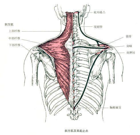 肩膀各部位名称图图片