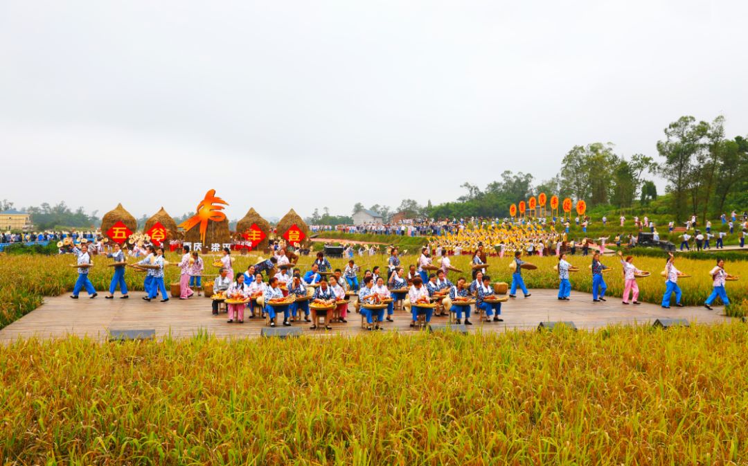 我市庆祝农民丰收节巨型草把龙现身稻田