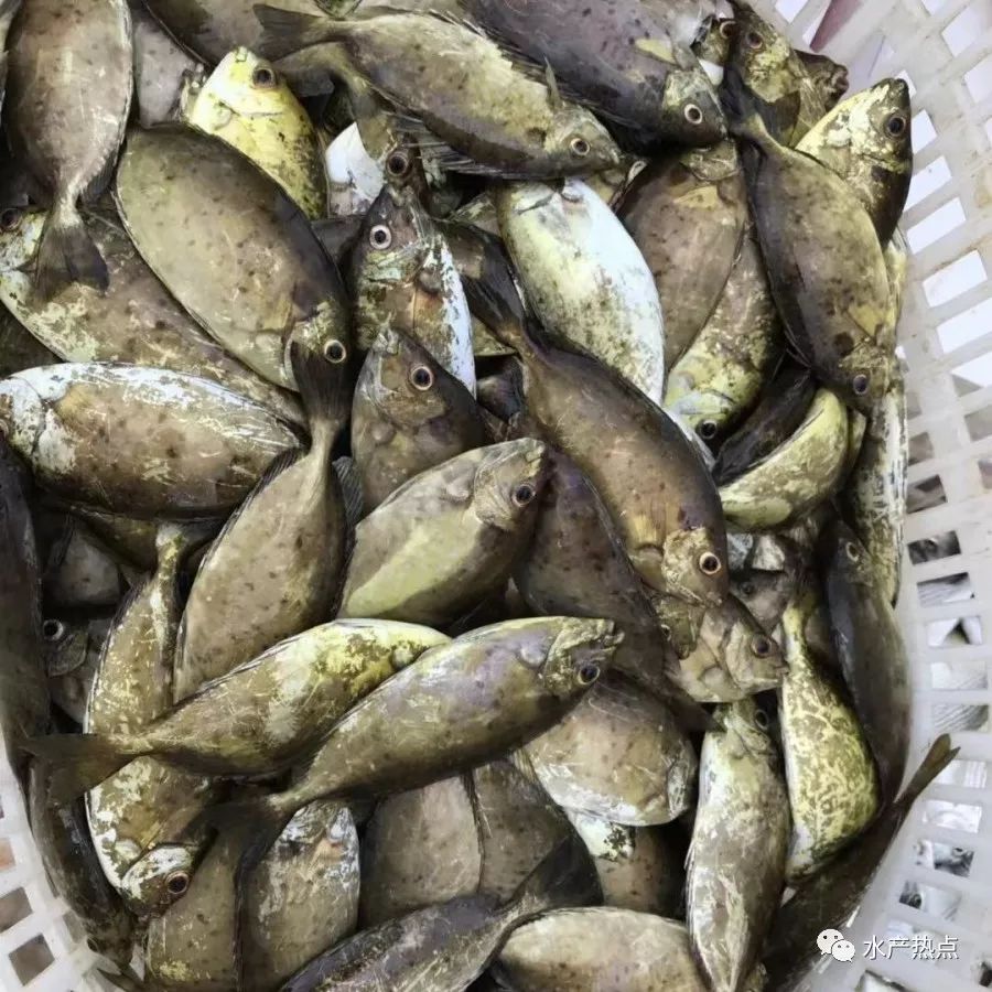 另外,今年6-7月时蓝子鱼病害严重,缺氧,黑身,爆胆等病害轮番侵袭,造成