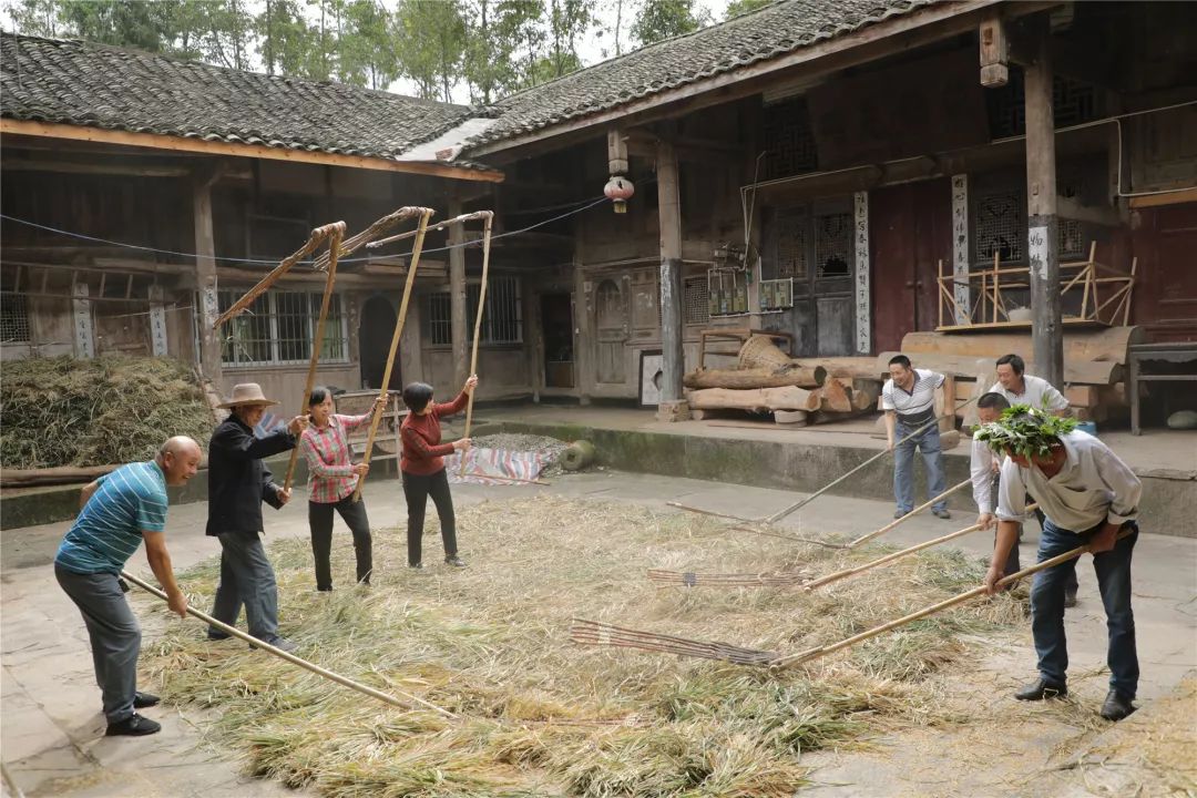 脚丫踩在稻谷上来回踢来踢去胜似做一次足底按摩▲文胜乡白石寺村这时