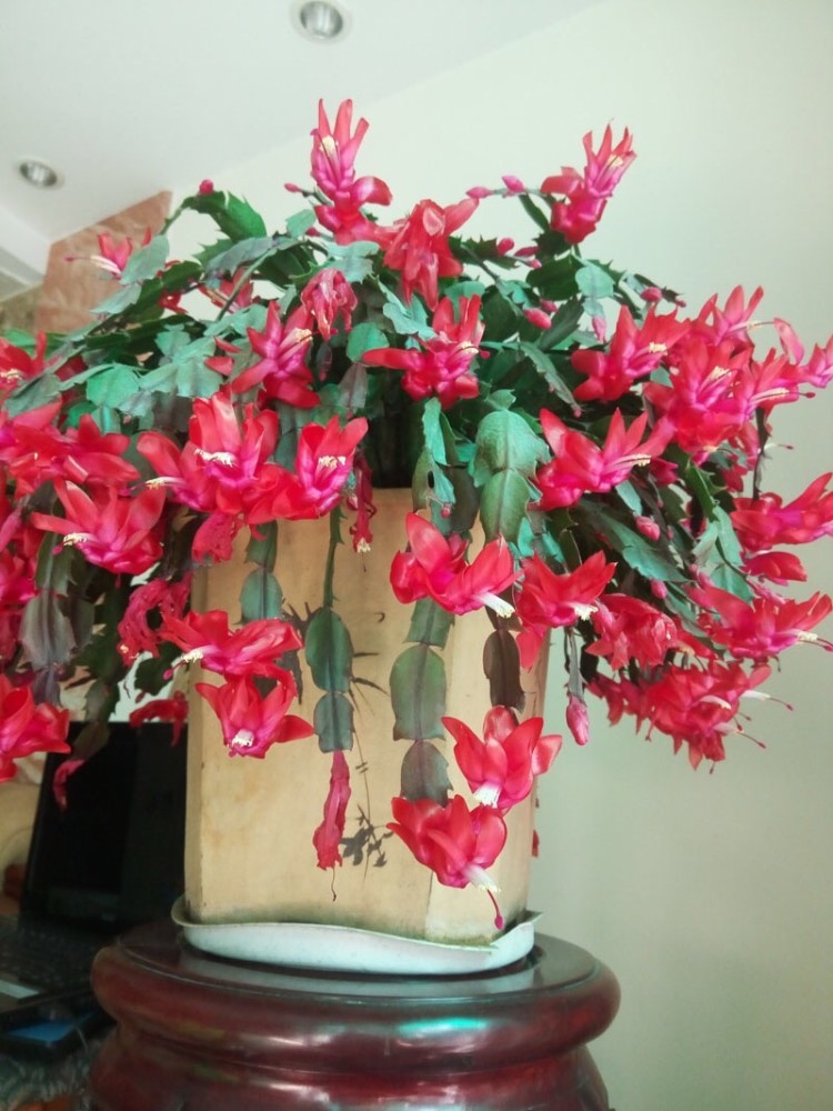秋天养蟹爪兰记住肥水不断满盆都是花苞开花多3倍