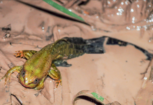长着巨尾的青蛙让专家大吃一惊