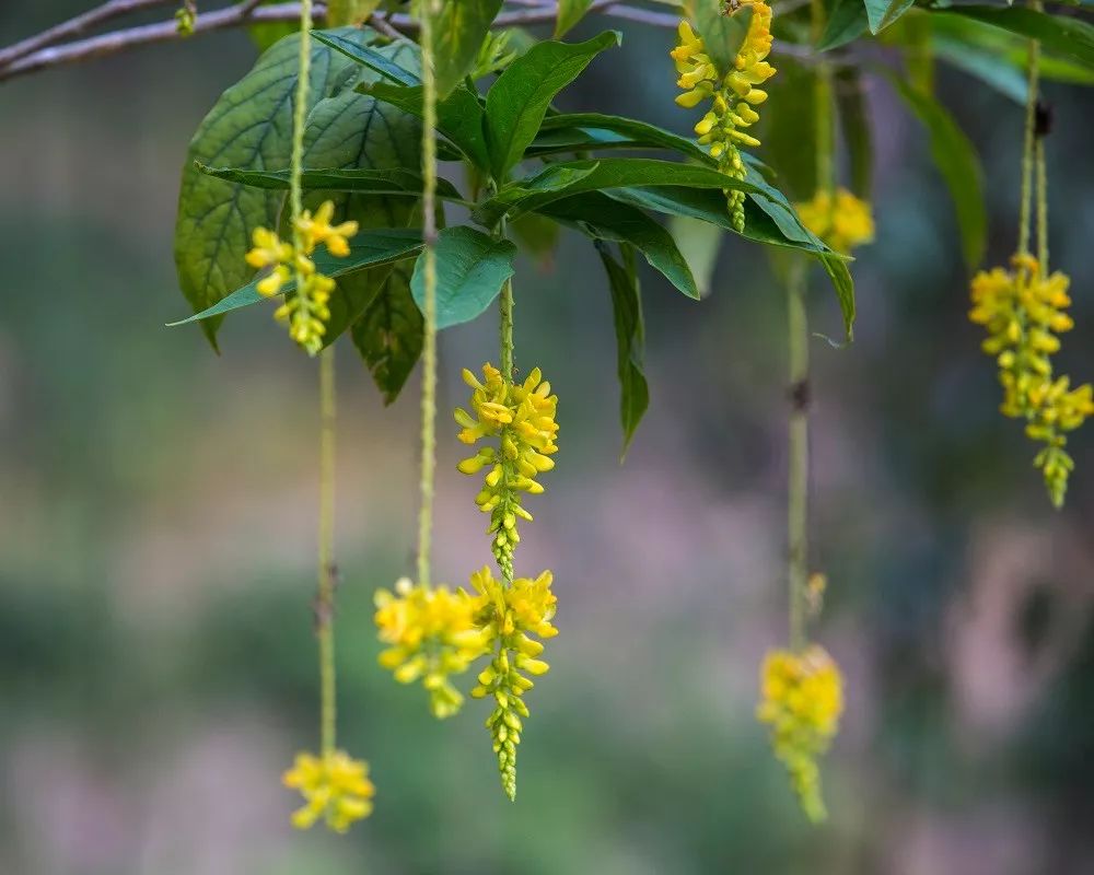 高山灵芝正当时——茶油叔叔——葛藤——猫咪眼——果园鸡场