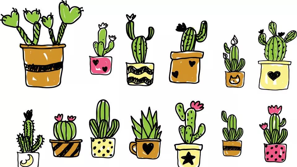 懒得浇水那就一起来养多肉吧