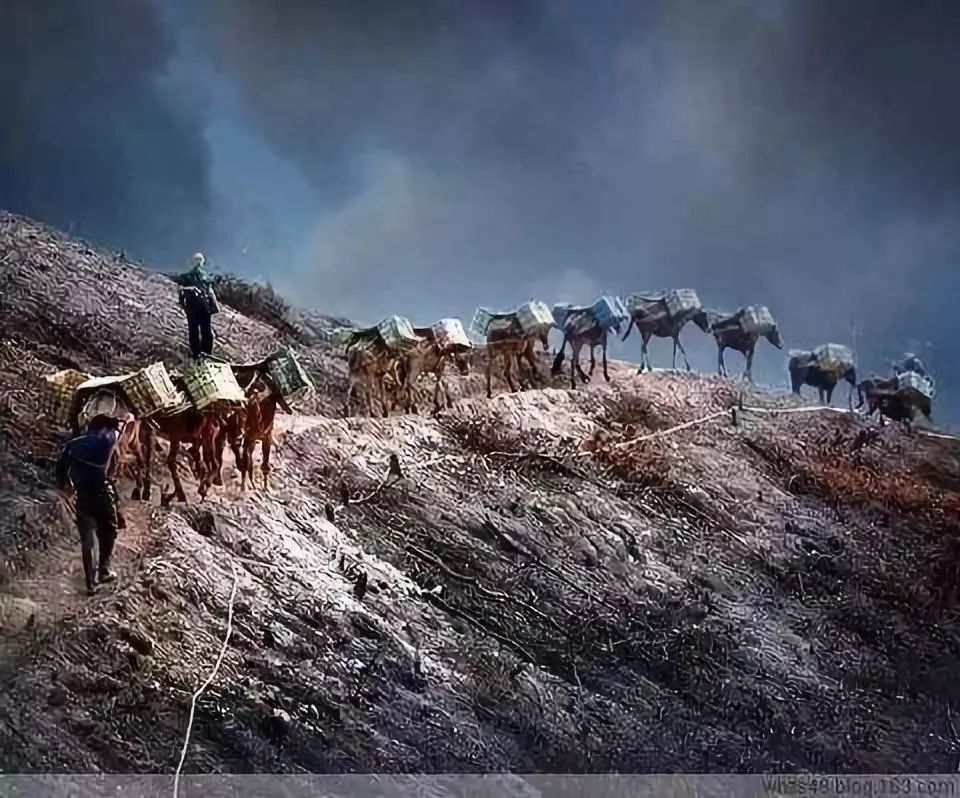 终极征服者茶马古道,是以马帮为主要交通工具"走"出来的国际商贸通道