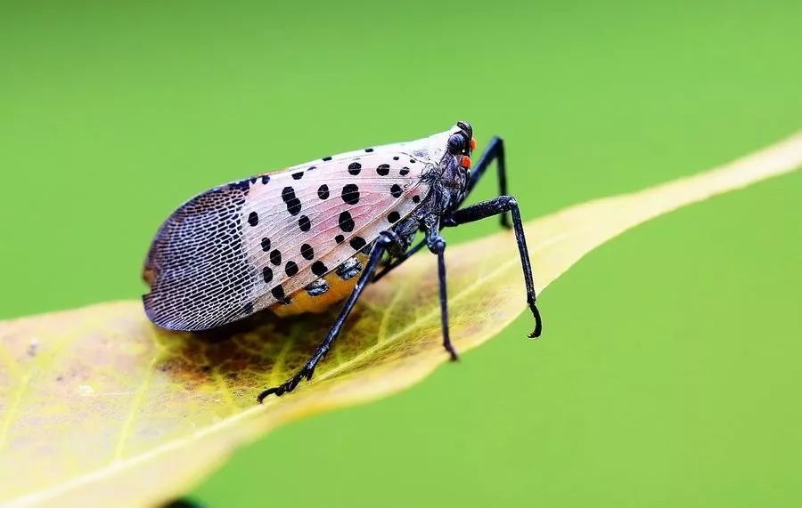 花大姐入侵宾州农业部警示见此虫杀无赦