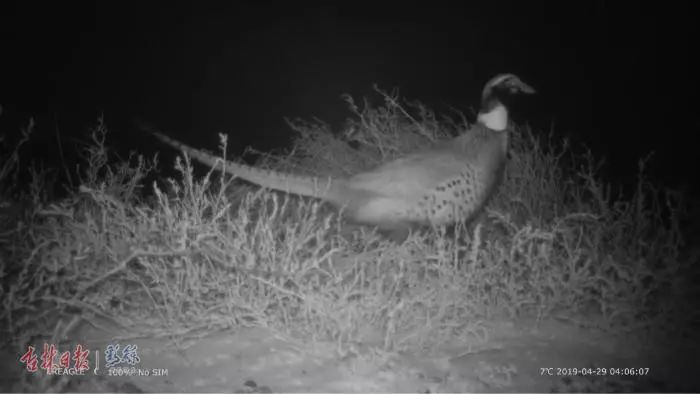 在大布苏保护区拍摄的野鸡来源 | 彩练新闻作者|吉林日报全媒体记者