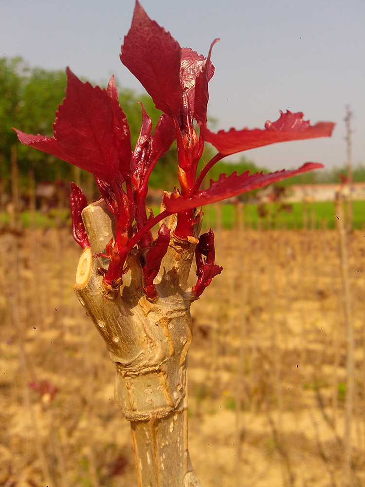 正宗四季叶红杨