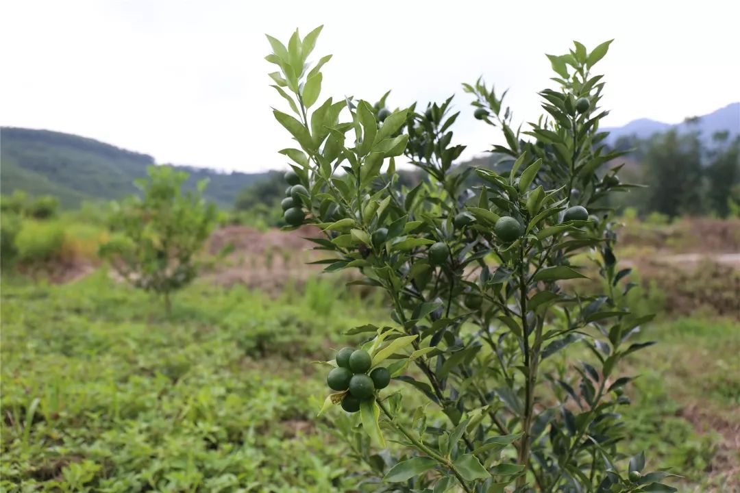 扶贫行43佐料必备调味神器白沙牙叉符荣汉种植青金桔成脱贫致富新法宝