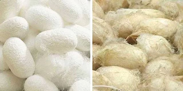 在国家标准中,有两种蚕丝可以做丝绵,桑蚕丝和柞蚕丝.