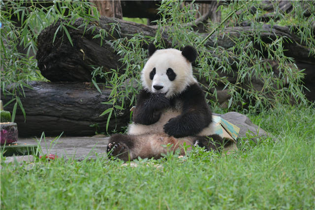 网红双胞胎大熊猫 冰冰,青青欢度两岁生日