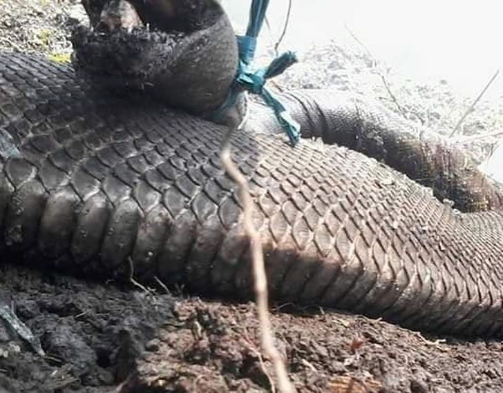 印尼森林大火惊现超级巨蟒身长超10米惨被烧成焦炭