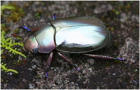 像宝石一样blingbling的昆虫了解一下:产自南美的宝石金龟,图片来源gh