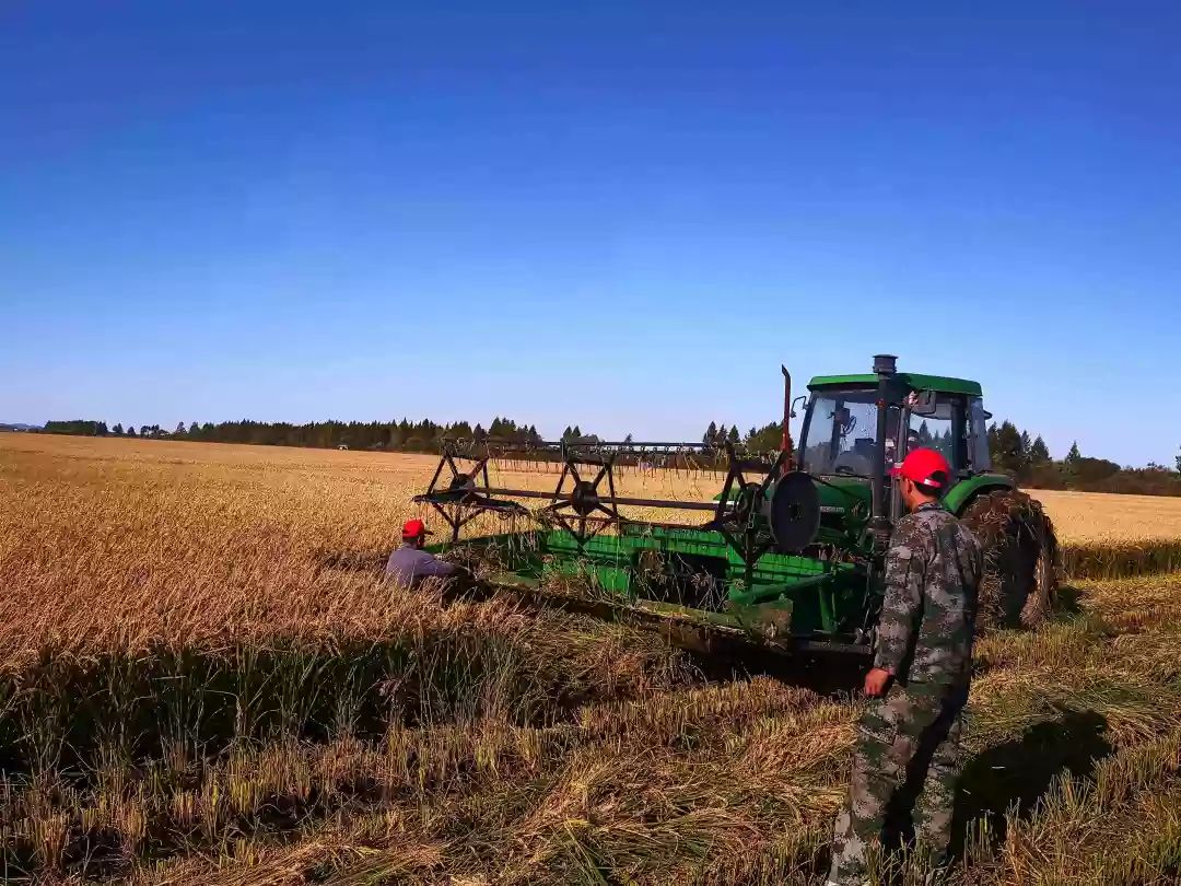 饶河农场第六中心作业站适时开展水稻割晒作业促秋收