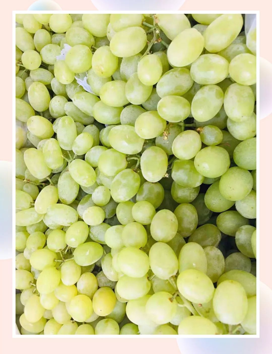 小蜜蜂葡萄是一种无核的白葡萄.