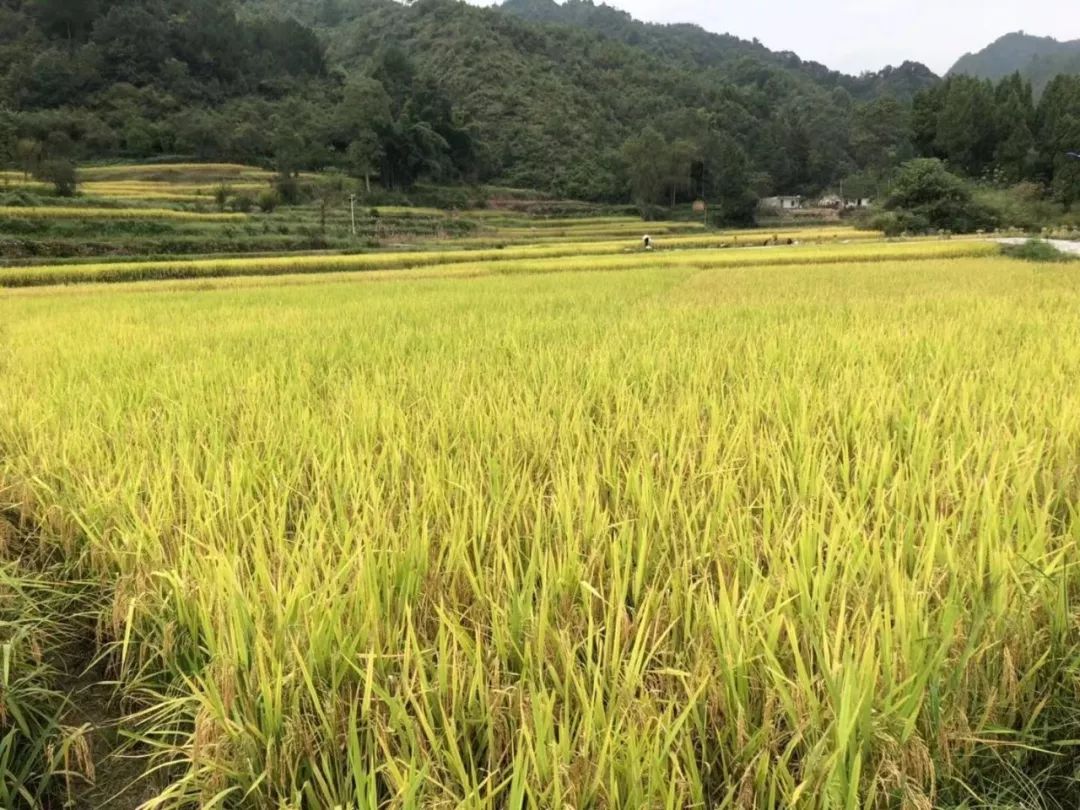 ​仁怀农民合作社水稻喜获丰收 村民为销路发愁_种植