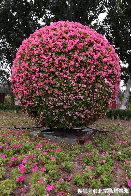 情人节花坛图图片