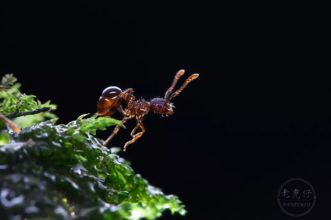 组诗毕子祥聚焦复眼世界原载安徽文学