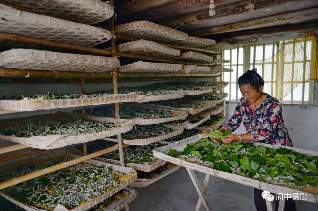 《喂蚕》 宋翔凌 摄《喜上眉梢》 王祖平 摄《丰收》 蒲洪泽 摄《产业