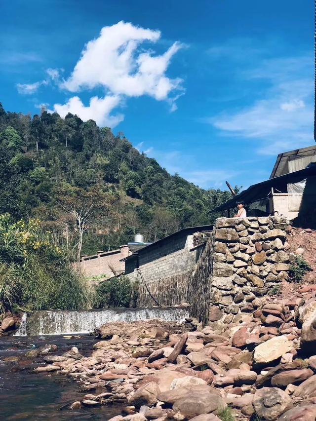 普洱茶陈化之王风情万种的刮风寨古树茶