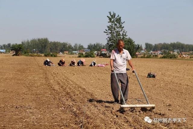 又到一年种蒜季邳州60万亩大蒜全面播种