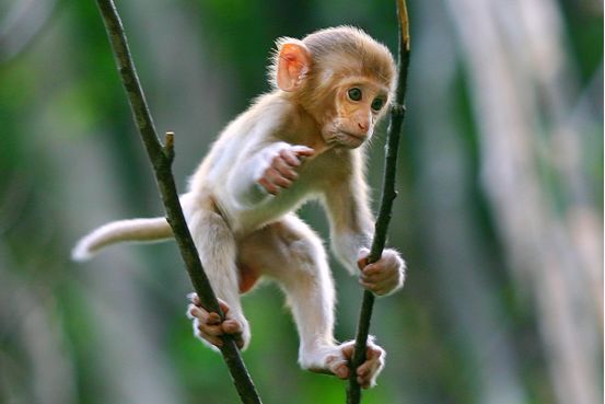 药王山小猕猴境内旅游资源丰富,有着素有衢北"绿色宝库"之称的千里