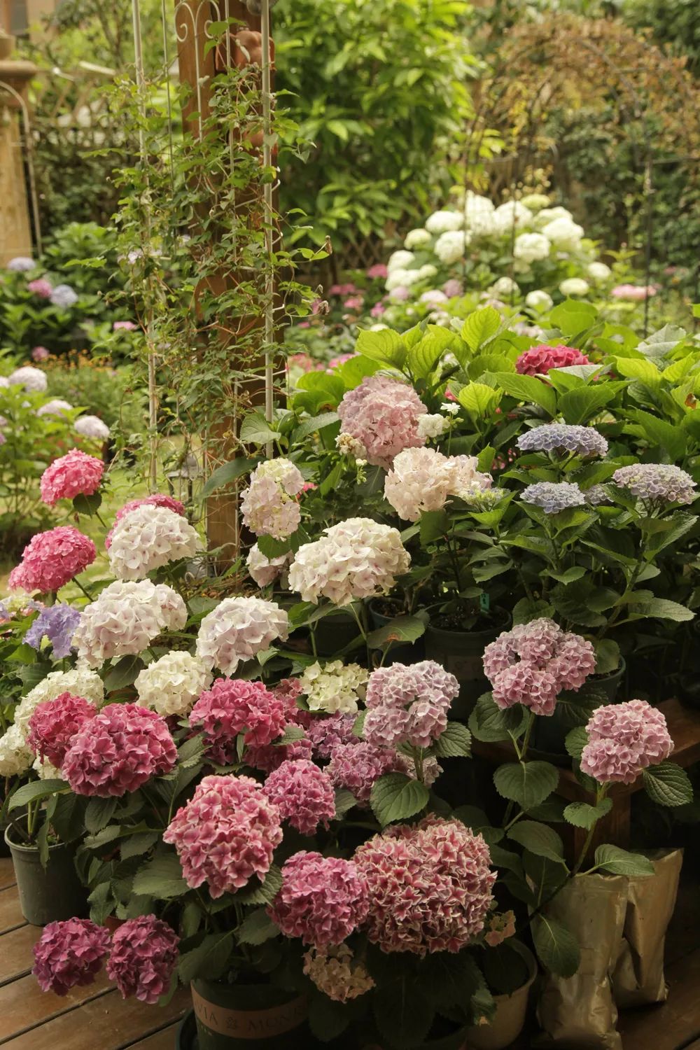 138*****708(虹越app社区)无尽夏,蓝色海洋等等各种绣球与院子完美