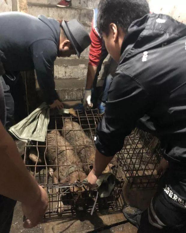 志愿者血泪控诉:"小狗能有多少肉可吃?"_屠宰场