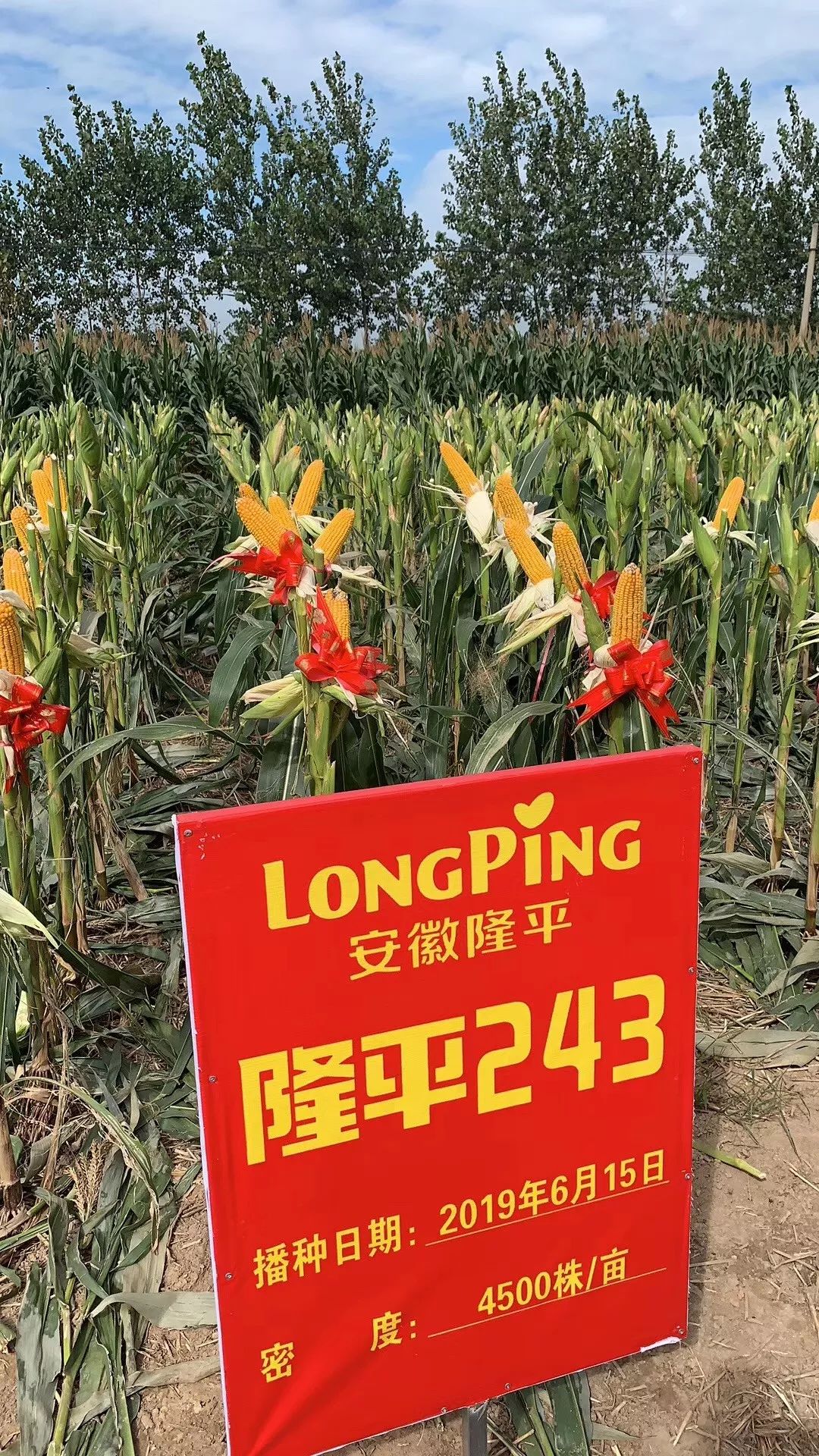 隆平243田间表现